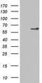 NEDD8 Activating Enzyme E1 Subunit 1 antibody, TA804320S, Origene, Western Blot image 