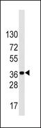 Low Density Lipoprotein Receptor Adaptor Protein 1 antibody, PA5-15242, Invitrogen Antibodies, Western Blot image 