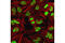 Histone Deacetylase 1 antibody, 5356S, Cell Signaling Technology, Immunofluorescence image 