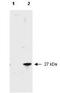 Formyl Peptide Receptor 2 antibody, orb345391, Biorbyt, Western Blot image 