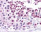 MDM4 Regulator Of P53 antibody, 51-365, ProSci, Immunohistochemistry frozen image 