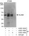 Motor neuron and pancreas homeobox protein 1 antibody, A303-185A, Bethyl Labs, Immunoprecipitation image 