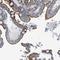 Sideroflexin 5 antibody, HPA015473, Atlas Antibodies, Immunohistochemistry frozen image 