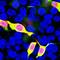 mCherry Tag  antibody, NBP2-25157, Novus Biologicals, Immunocytochemistry image 
