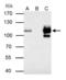 DNA replication licensing factor MCM4 antibody, PA5-29039, Invitrogen Antibodies, Immunoprecipitation image 