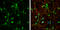 Metabotropic glutamate receptor 3 antibody, GTX108212, GeneTex, Immunocytochemistry image 