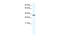 Homeobox protein MSX-1 antibody, 28-616, ProSci, Enzyme Linked Immunosorbent Assay image 