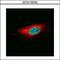L3MBTL Histone Methyl-Lysine Binding Protein 1 antibody, GTX115782, GeneTex, Immunofluorescence image 