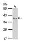 Retinaldehyde Binding Protein 1 antibody, PA5-29759, Invitrogen Antibodies, Western Blot image 