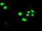 Signal Transducer And Activator Of Transcription 1 antibody, GTX83550, GeneTex, Immunocytochemistry image 