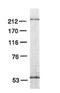DNA Polymerase Epsilon 3, Accessory Subunit antibody, TA309812, Origene, Western Blot image 