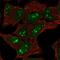 Contactin-associated protein-like 5 antibody, NBP2-55909, Novus Biologicals, Immunofluorescence image 