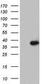 GATA Zinc Finger Domain Containing 1 antibody, M10741, Boster Biological Technology, Western Blot image 