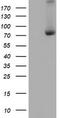 Complement C1s subcomponent antibody, TA504081, Origene, Western Blot image 