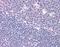 Regulator Of G Protein Signaling 1 antibody, orb87836, Biorbyt, Immunohistochemistry paraffin image 