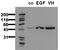 Glycogen Synthase Kinase 3 Alpha antibody, AM00065PU-N, Origene, Western Blot image 