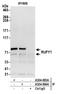 RUN And FYVE Domain Containing 1 antibody, A304-884A, Bethyl Labs, Immunoprecipitation image 