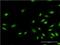 Euchromatic Histone Lysine Methyltransferase 1 antibody, H00079813-M04, Novus Biologicals, Immunofluorescence image 