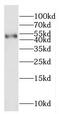 Glycine Receptor Alpha 1 antibody, FNab03486, FineTest, Western Blot image 