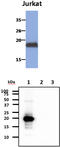 MAF BZIP Transcription Factor K antibody, MBS200224, MyBioSource, Western Blot image 