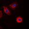 Galectin 8 antibody, LS-C354013, Lifespan Biosciences, Immunofluorescence image 
