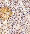 Inhibitor Of Growth Family Member 4 antibody, LS-B14767, Lifespan Biosciences, Immunohistochemistry frozen image 