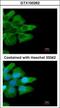 Low affinity immunoglobulin gamma Fc region receptor II-b antibody, GTX100262, GeneTex, Immunocytochemistry image 