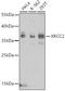 X-Ray Repair Cross Complementing 2 antibody, GTX16397, GeneTex, Western Blot image 