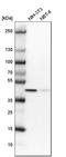 Obg Like ATPase 1 antibody, HPA035790, Atlas Antibodies, Western Blot image 