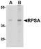67 kDa laminin receptor antibody, LS-B10178, Lifespan Biosciences, Western Blot image 