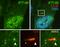 Intraflagellar Transport 140 antibody, 17460-1-AP, Proteintech Group, Immunofluorescence image 