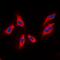 Rho Guanine Nucleotide Exchange Factor 3 antibody, abx133529, Abbexa, Western Blot image 