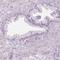 Dynein Axonemal Heavy Chain 12 antibody, HPA061365, Atlas Antibodies, Immunohistochemistry frozen image 