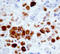 Napsin A Aspartic Peptidase antibody, AM03172PU-N, Origene, Immunohistochemistry frozen image 