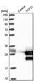 POD1 antibody, PA5-53031, Invitrogen Antibodies, Western Blot image 