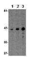 MHC Class I Polypeptide-Related Sequence A antibody, ab62540, Abcam, Western Blot image 
