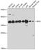 Eukaryotic translation initiation factor 3 subunit J antibody, 23-694, ProSci, Western Blot image 