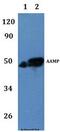 Angio-associated migratory cell protein antibody, LS-C412164, Lifespan Biosciences, Western Blot image 