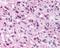 Neuropeptide S receptor antibody, NBP1-44315, Novus Biologicals, Immunohistochemistry paraffin image 
