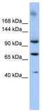 Star-PAP antibody, TA333698, Origene, Western Blot image 