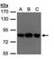 Oxysterol Binding Protein Like 10 antibody, PA5-28730, Invitrogen Antibodies, Western Blot image 