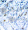 Cyclin Dependent Kinase 1 antibody, AP0324, ABclonal Technology, Immunohistochemistry paraffin image 