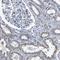 Zinc Finger CCHC-Type Containing 7 antibody, HPA021088, Atlas Antibodies, Immunohistochemistry paraffin image 