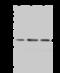 Peroxisomal trans-2-enoyl-CoA reductase antibody, 204046-T46, Sino Biological, Western Blot image 