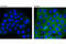 Phospholipase C Gamma 1 antibody, 8713S, Cell Signaling Technology, Immunofluorescence image 