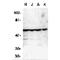 Caspase 10 antibody, TA305949, Origene, Western Blot image 