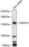 Diaphanous Related Formin 3 antibody, 19-522, ProSci, Western Blot image 
