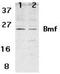 Bcl2 Modifying Factor antibody, PA1-30834, Invitrogen Antibodies, Western Blot image 