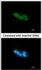 Mesencephalic Astrocyte Derived Neurotrophic Factor antibody, NBP1-32037, Novus Biologicals, Immunofluorescence image 