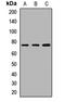 GTP Binding Protein 4 antibody, LS-C668429, Lifespan Biosciences, Western Blot image 